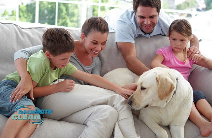 Pet Odor Stain Removal Treatments In DFW Dalworth Clean