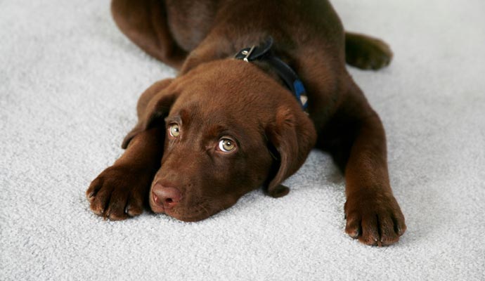 Brown dog lying on a light-colored carpet Brown dog lying comfortably on a light-colored carpet