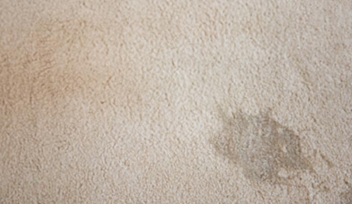 a carpet damaged by pet urine