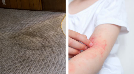 Carpet Cleaning Solutions For Allergies