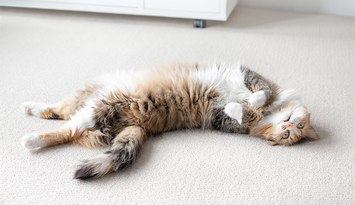 pet lying on carpet