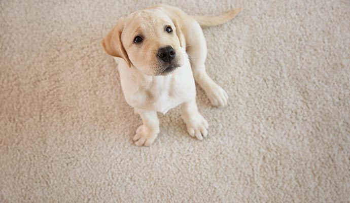 a dog sitting on a carpet