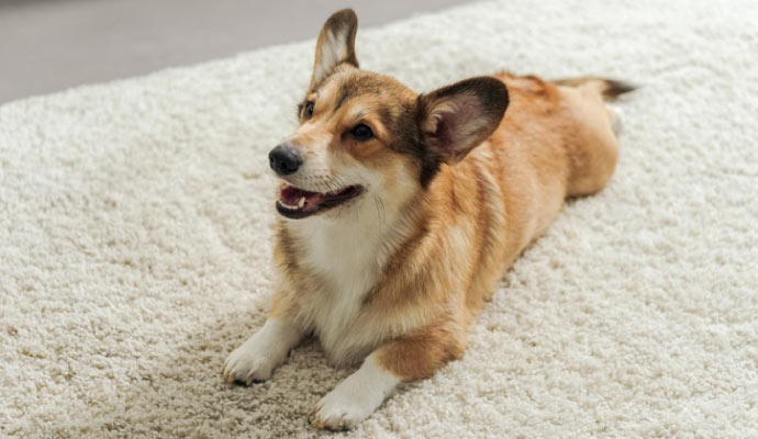 pet sitting on the carpet