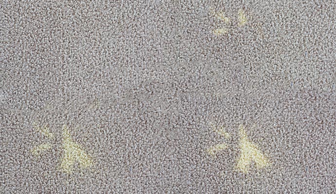 multiple spots on carpet