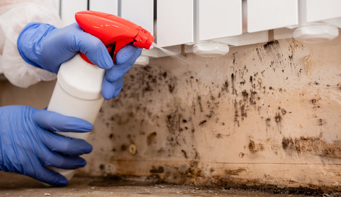 Dangers of Prolonged Mold Exposure: Things You Should Know